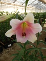 [4106 Prince Promise No202.JPG]